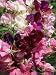 Bunch of Sweet Pea Flowers, Lathyrus Odoratus Old Fashioned Mixed Taken in August Photographic Poster Print by Michael Black, 12x16