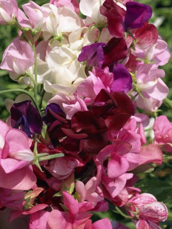 Amazon Flowers on Bunch Of Sweet Pea Flowers  Lathyrus Odoratus Old Fashioned Mixed
