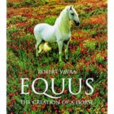 Equus: The Creation of a Horse (Evergreens)
