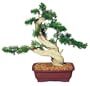 Brussel's Phoenix Graft Outdoor Bonsai Tree, Medium