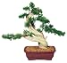 Brussel's Phoenix Graft Outdoor Bonsai Tree, Medium