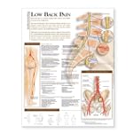 Understanding Low Back Pain Anatomica...