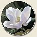 Kitchen & Housewares : Magnolia Green Auto Coaster - Single Coaster for Your Car