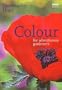 Colour for Adventurous Gardeners