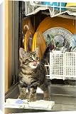 Canvas Prints of Cat - Kitten in dishwasher from Ardea Wildlife Pets
