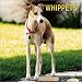 Whippets: 2003