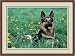 German Shepherd by Anonymous - Framed Artwork