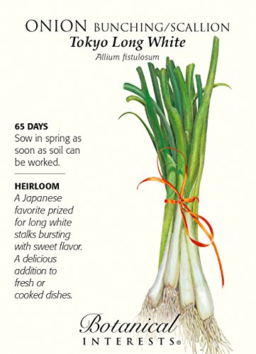 Onion Bunching / Scallion Tokyo Long White Seed Onion Bunching / Scallion Tokyo Long White Seed
