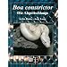 Boa constrictor: Die Abgottschlange