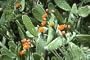 Prickly Pear Cactus 15 Seeds-Opuntia ficus