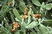 Prickly Pear Cactus 15 Seeds