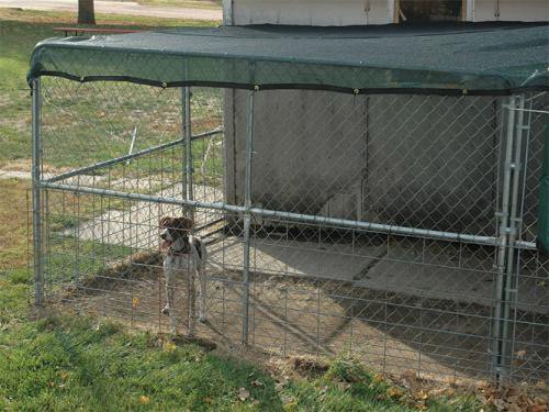 Shady Dog - 12' x 12' Green