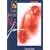 Fusain sanguine : Nus f�minins
