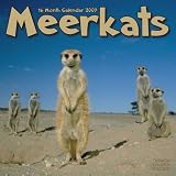 Meerkats 2009 Wall Calendar 12 X 12