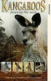 Click for more about : Kangaroos - Faces In The Mob.