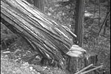 Historic Forestry Films DVD: 1920-1957 Logging Industry & National Forest Movies, including Redwood, Maple, Pine, Timber, Lumber, Sawmill & Wood Mills
