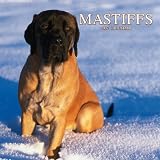 \"Mastiffs