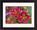 Framed Prints of Painted tongue from Danita Delimont