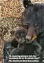 "Secrets of a Winter Swamp" Black Bear Video DVD