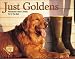 golden_retriever46golden retriever - Just Goldens Half Pint Series
