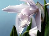 Shepard White Hardy Chinese Orchid - Bletilla - 3 Pot