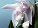 Shepard White Hardy Chinese Orchid - Bletilla - 3\