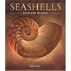 Seashells: Jewels from the Ocean by Budd Titlow