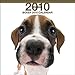 Boxer 2010 Square Wall ARTLIST (The Dog)