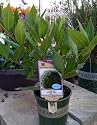 Two Bay Laurel Plants-- Four Inch