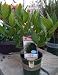 Two Bay Laurel Plants-- Four Inch