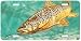 Brown Trout - Art Print - License Plate Tag By Don Ray From Airstrike