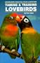 Taming and Training Lovebirds
