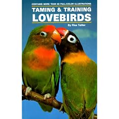 Taming and Training Lovebirds
