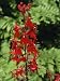 Red Flowers of Lobelia Cardinalis, Taken in August, in Devon, England Photographic Poster Print by Michael Black, 12x16