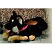 Plüti 1375-060-345 - Sitz-Schäferhund auf Rollen - 60 cm