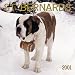 Saint Bernards 2001 Calendar