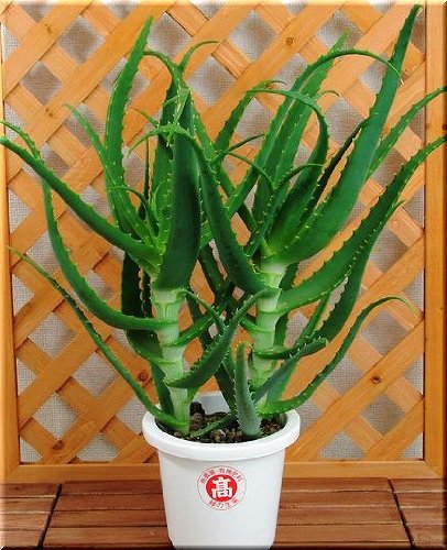 アロエ（木立アロエ）大株