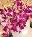 Oriental Orchids