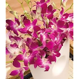 Oriental Orchids