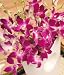 Oriental Orchids