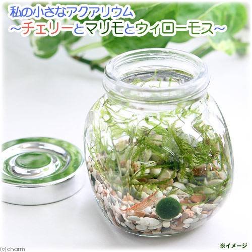 (エビ・貝 水草)私の小さなアクアリウム チェリーレッドシュリンプボトルセット ～マリモとウィローモス～(1セット)説明書付 本州・四国限定[生体]