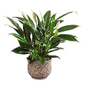 Serene Peace Lily Plant
