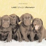 Labs: Lightweights--Littermates