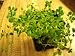 Jobs Tears Plant