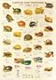 Turtles and Tortoises Poster(#41)
