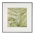 Green Ferns II by Steven N. Meyers - 18.25x18.25"