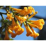 OrangeZestFloweringJasminePlant-Cestrum-EASY!