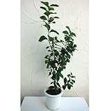 リスボンレモン8号鉢植え[柑橘・かんきつ類苗木・結実予定株]