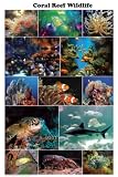 (24x36) Coral Reef Marine Wildlife Educational Chart Poster