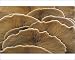 Photographic Prints of Oyster Mushroom - detailed study of Fungi gills from Ardea Wildlife Pets